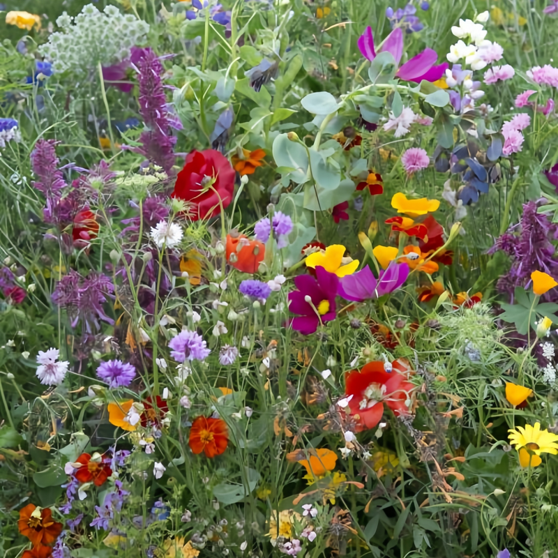Wildflower Seeds - Multicolored Mix Includes Dwarf morning-glory, Coreopsis Tinctoria, Garden Verbena, etc. - Verdseeds