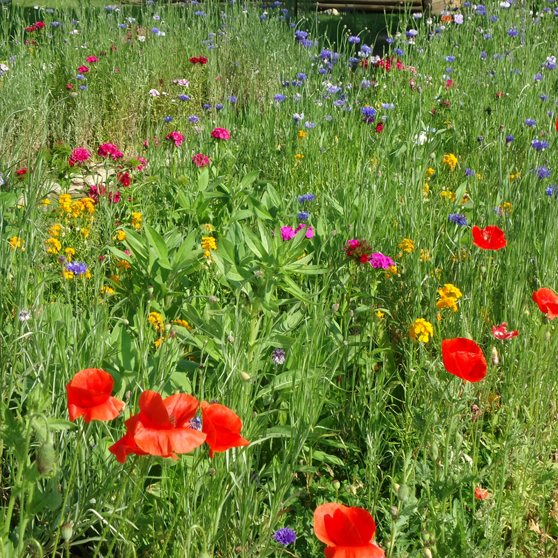 Wildflower Seeds - Seasonal Flowers Mix Includes Zinnia, China Aster, Phlox, etc. - Verdseeds
