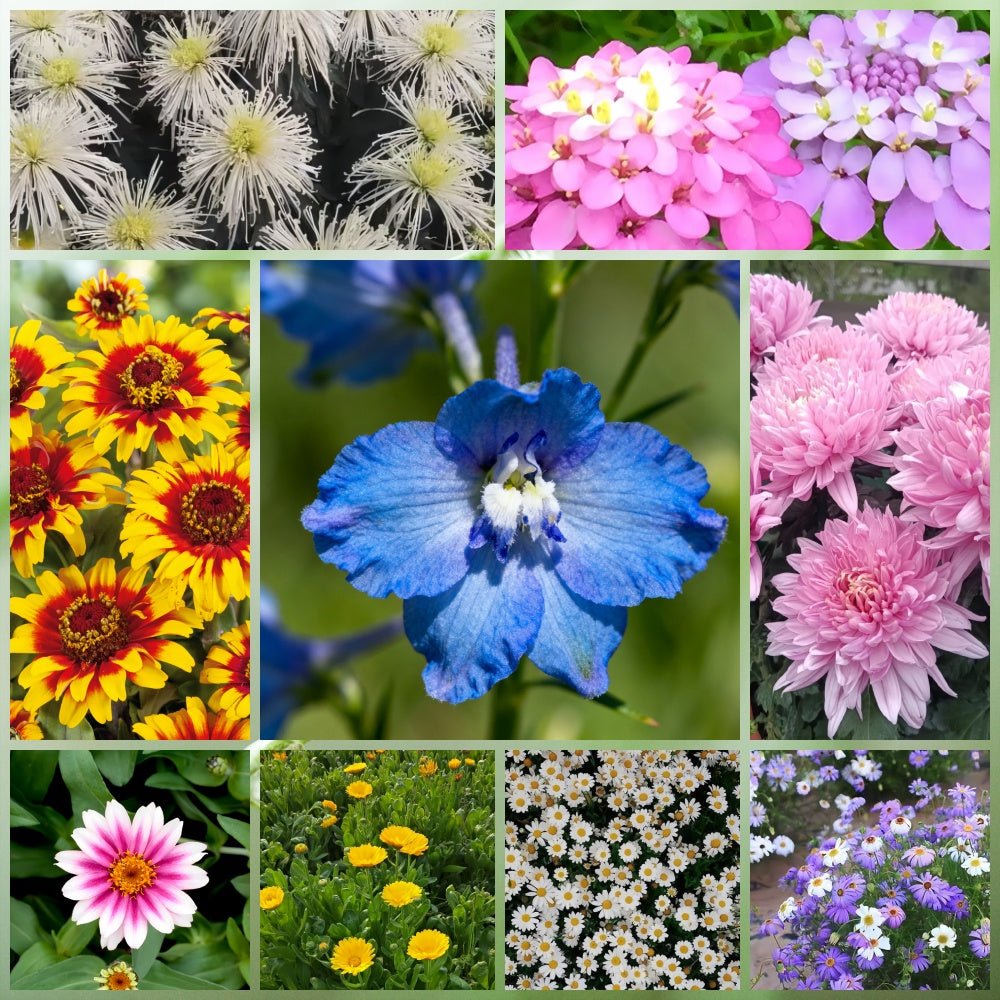 Wildflower Seeds - Seasonal Flowers Mix Includes Zinnia, China Aster, Phlox, etc. - Verdseeds