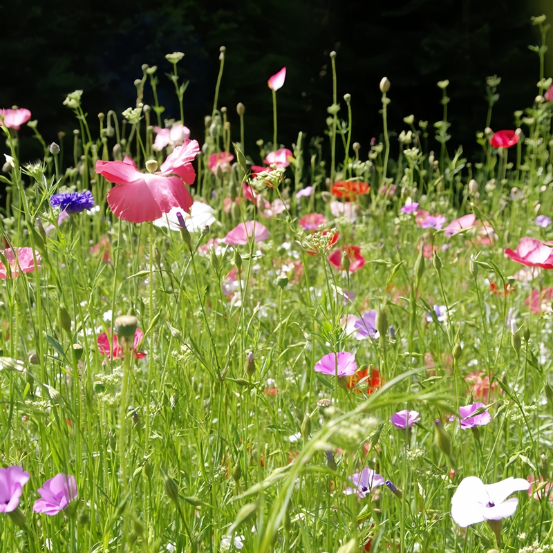 Wildflower Seeds - Spring In The Air Mix Includes Sweet Alyssum, Takhtajaniantha Austriaca, etc. - Verdseeds