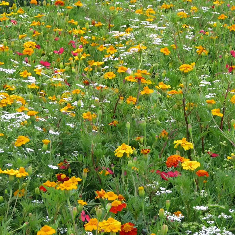 Wildflower Seeds - Summer Style Mix Includes Dahlia Pinnate, Petunia, Cosmos, etc. - Verdseeds