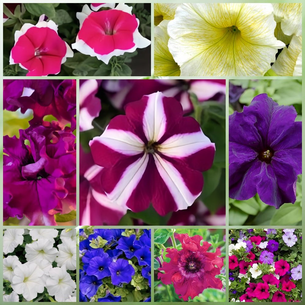 Wildflower Seeds - Summer Style Mix Includes Dahlia Pinnate, Petunia, Cosmos, etc. - Verdseeds