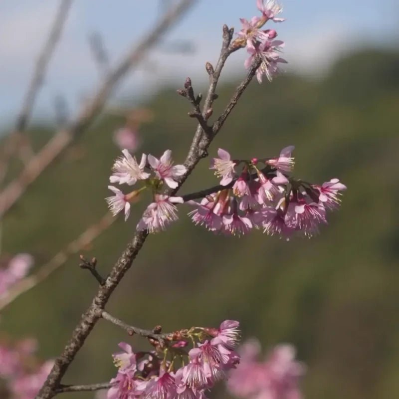 Winter Flowering Cherry Seeds - Verdseeds