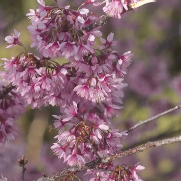 Winter Flowering Cherry Seeds - Verdseeds