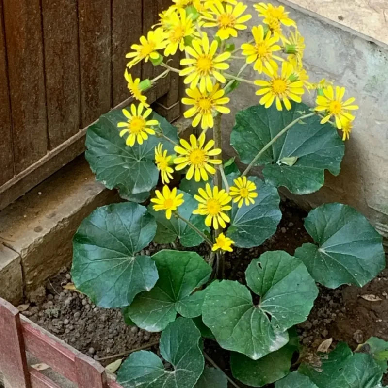 Leopard Plant Seeds