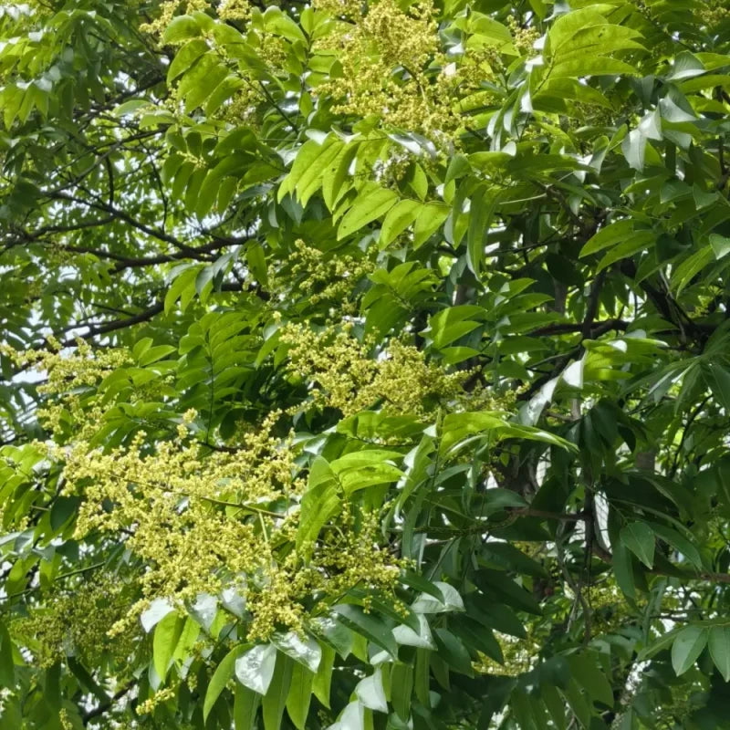 Soapberry Seeds