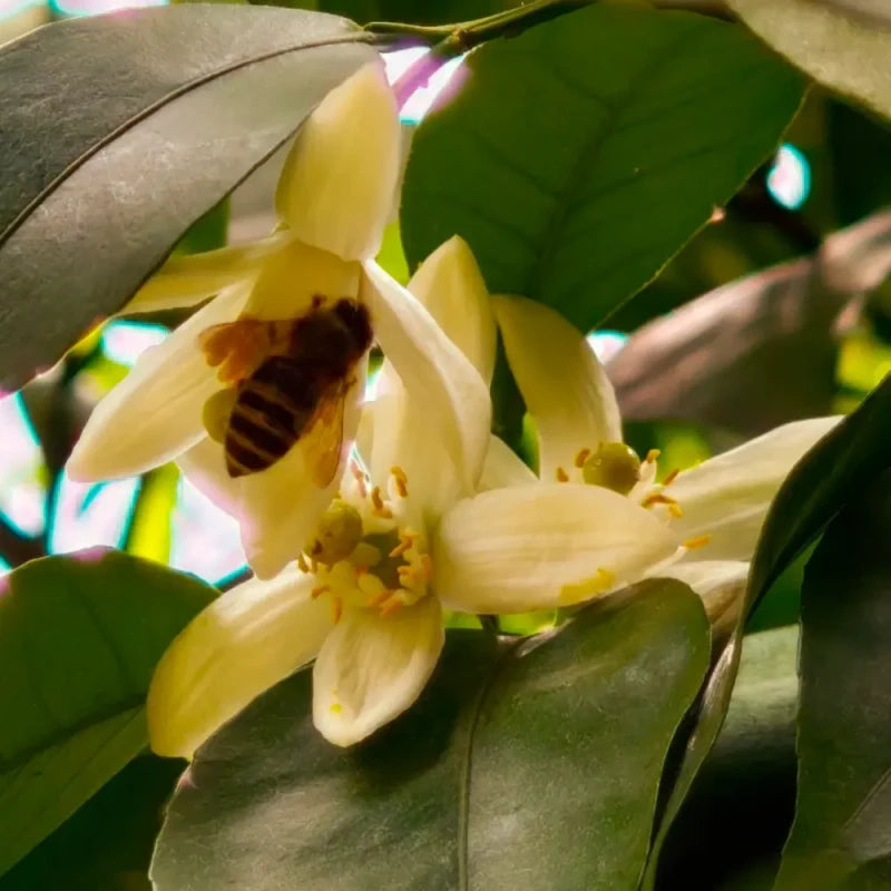 Citron Seeds