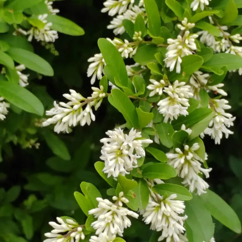 Chinese Privet Seeds