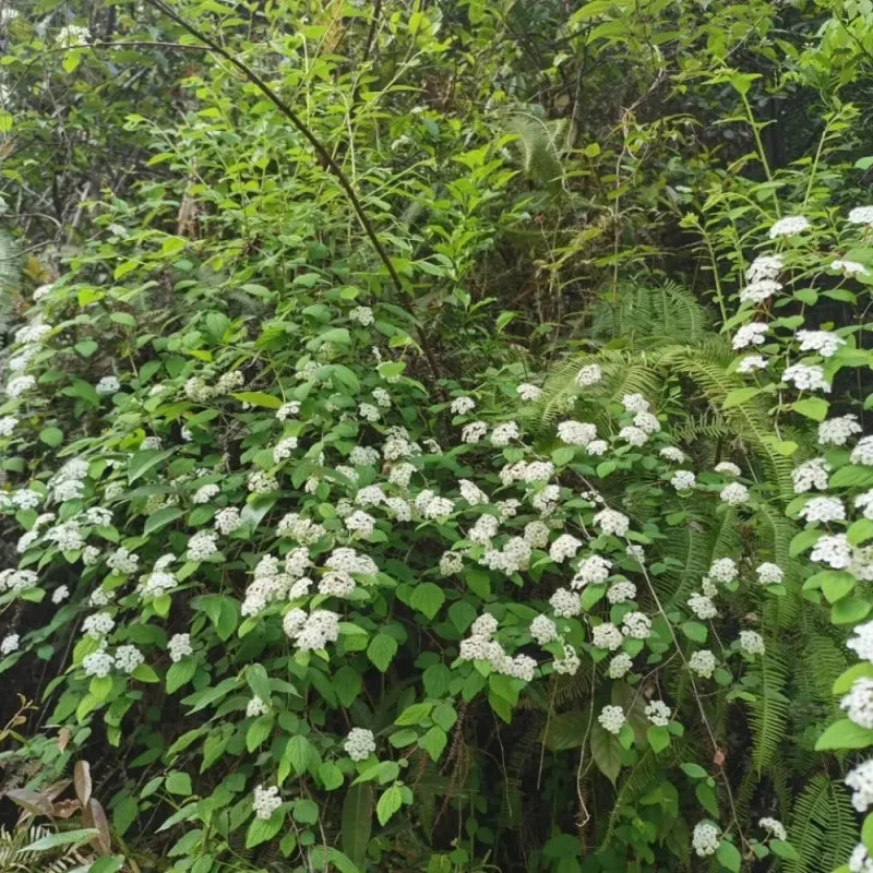 Spirea Seeds