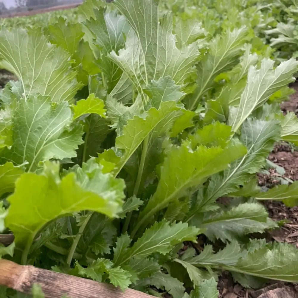 Xuelihong Mustard Greens Seeds - Verdseeds