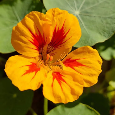 Yellow and Red Stripes Nasturtium Seeds - Verdseeds