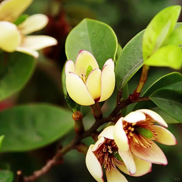 Yellow Banana Shrub Seeds - Verdseeds