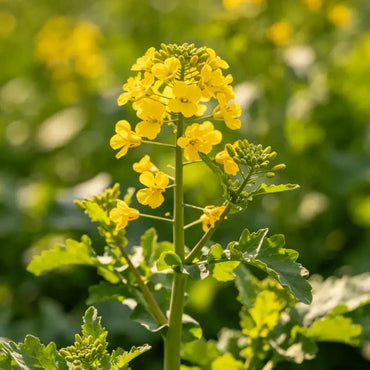 Yellow Basket - of - Gold Seeds - Verdseeds