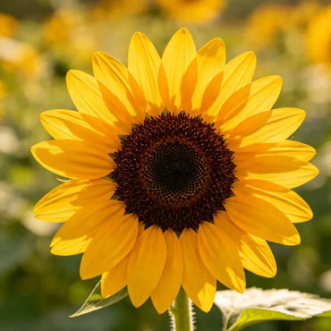 Yellow brown heart single petal single head Sunflower Seeds - Verdseeds