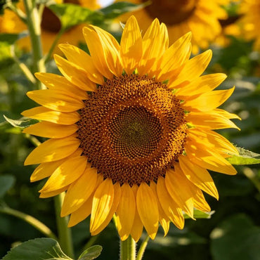 Yellow Brown Heart Sunflower Seeds - Verdseeds