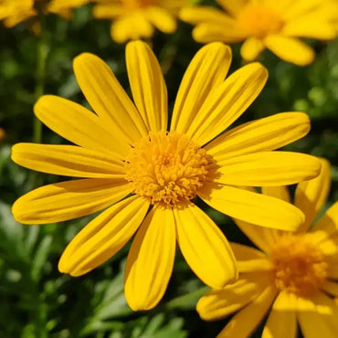 Yellow Chamomile Seeds - Verdseeds