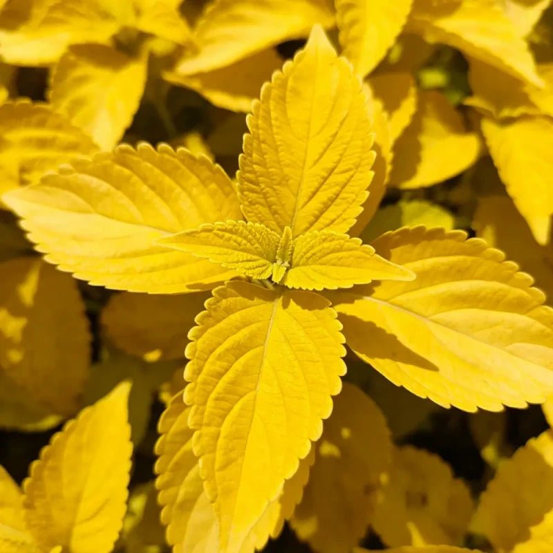 Yellow Coleus Seeds - Verdseeds