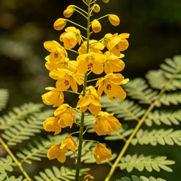 Yellow - Flowered Incarvillea Seeds - Verdseeds