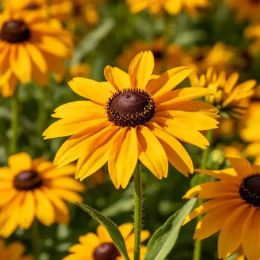 Yellow Gaillardia Seeds - Verdseeds