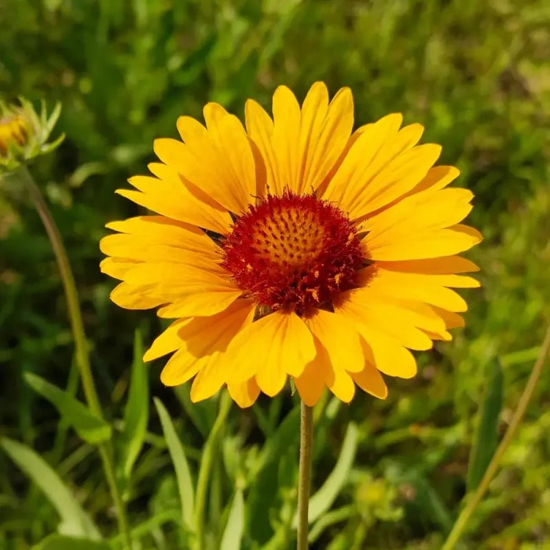Yellow Gaillardia Seeds - Verdseeds