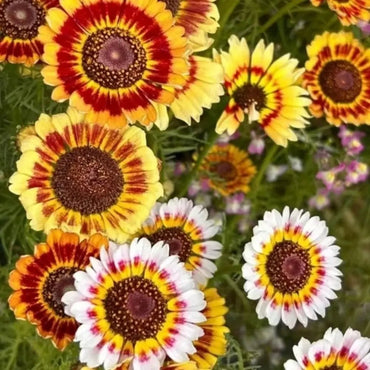 Yellow Garland Chrysanthemum Seeds - Verdseeds