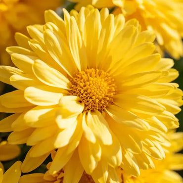 Yellow Golden Marguerite Seeds - Verdseeds