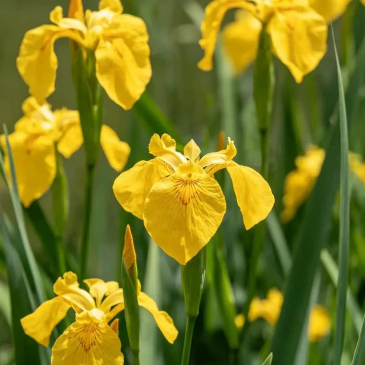 Sarah T.