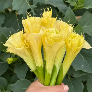 Yellow Jimsonweed Seeds - Verdseeds