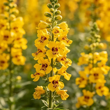 Yellow Linaria Seeds - Verdseeds