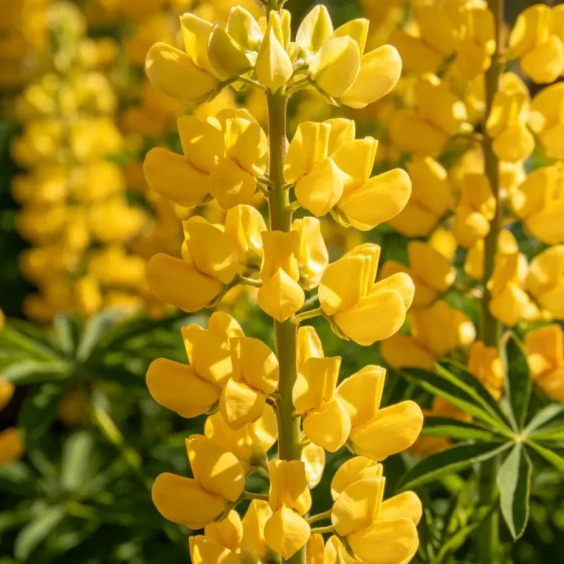 Yellow Lupin Seeds - Verdseeds