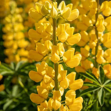 Yellow Lupin Seeds - Verdseeds