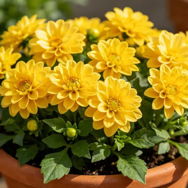 Yellow Mini Dahlia Seeds - Verdseeds