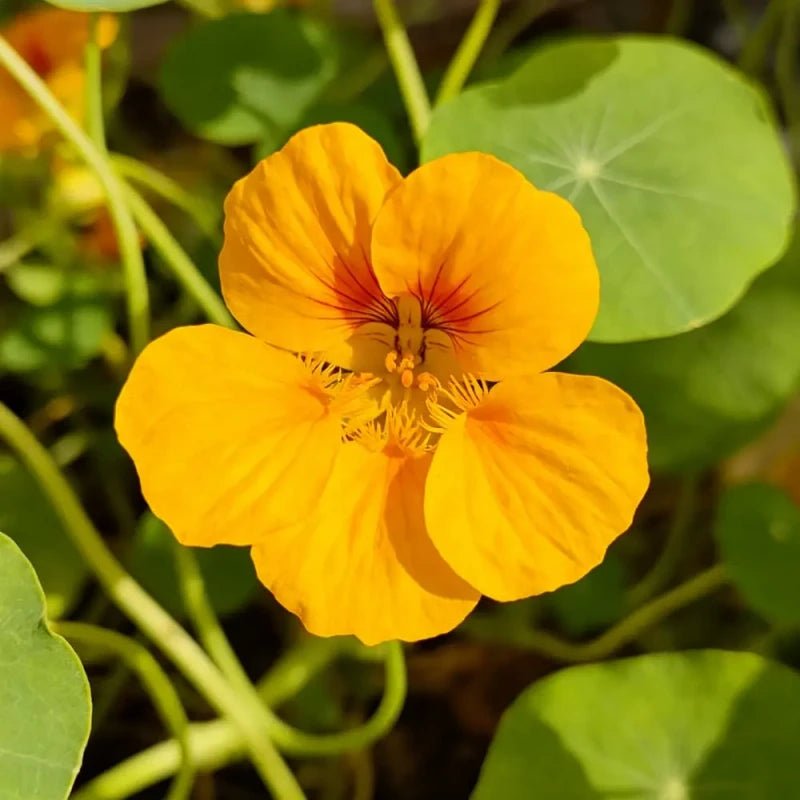 Yellow Nasturtium Seeds - Verdseeds