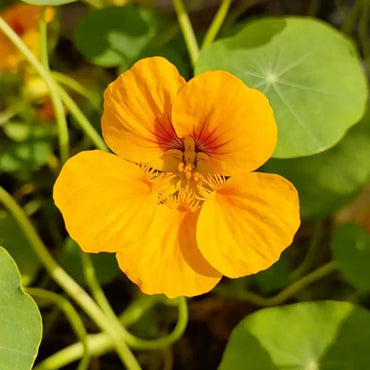 Yellow Nasturtium Seeds - Verdseeds