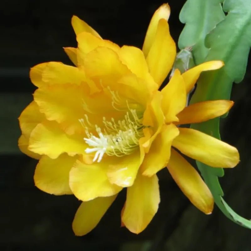 Yellow Night-Blooming Cereus Seeds - Verdseeds