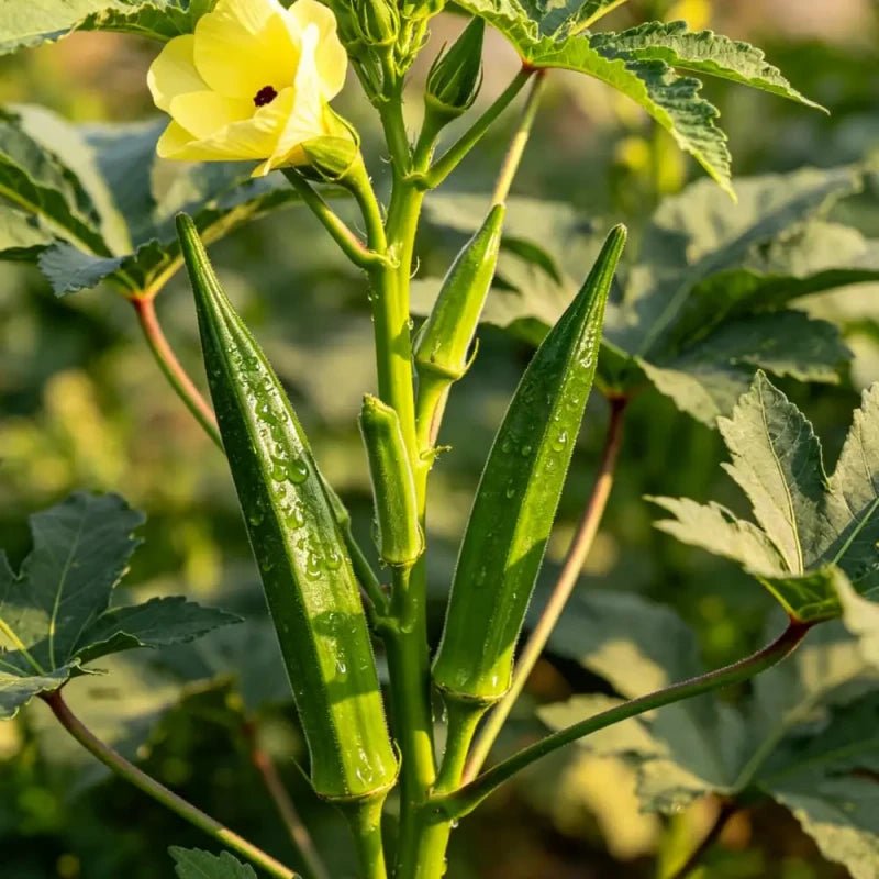 Yellow Okra Seeds - Verdseeds