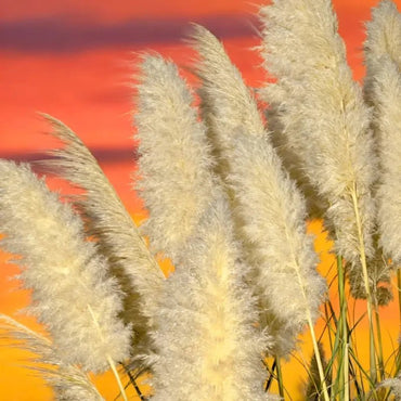 Yellow Pampas Grass Seeds - Verdseeds