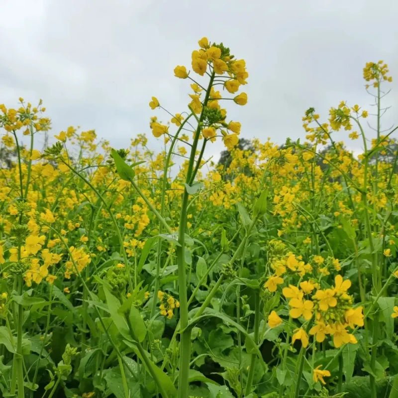 Yellow Rapeseed Seeds - Verdseeds