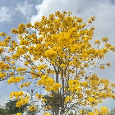 Yellow Trumpet Tree Seeds - Verdseeds