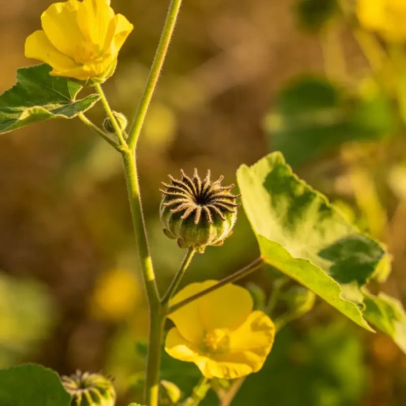 Yellow Velvetleaf Seeds - Verdseeds