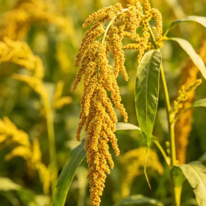 Yellow Whip Love Lies Bleeding Seeds - Verdseeds