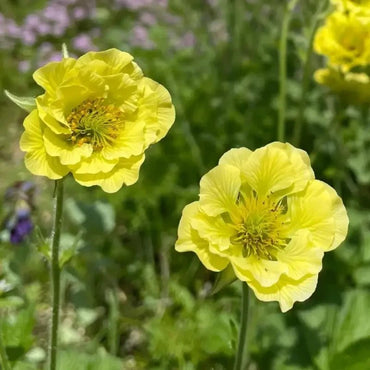 Yellow Wood Avens Seeds - Verdseeds