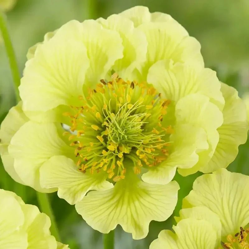 Yellow Wood Avens Seeds - Verdseeds