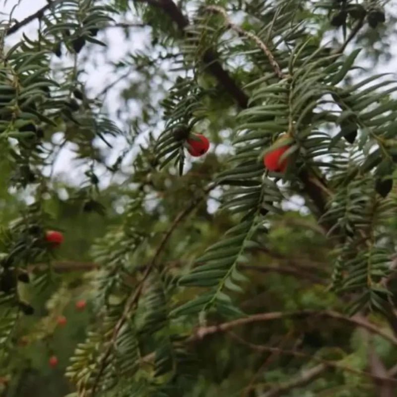 Yew Seeds - Verdseeds
