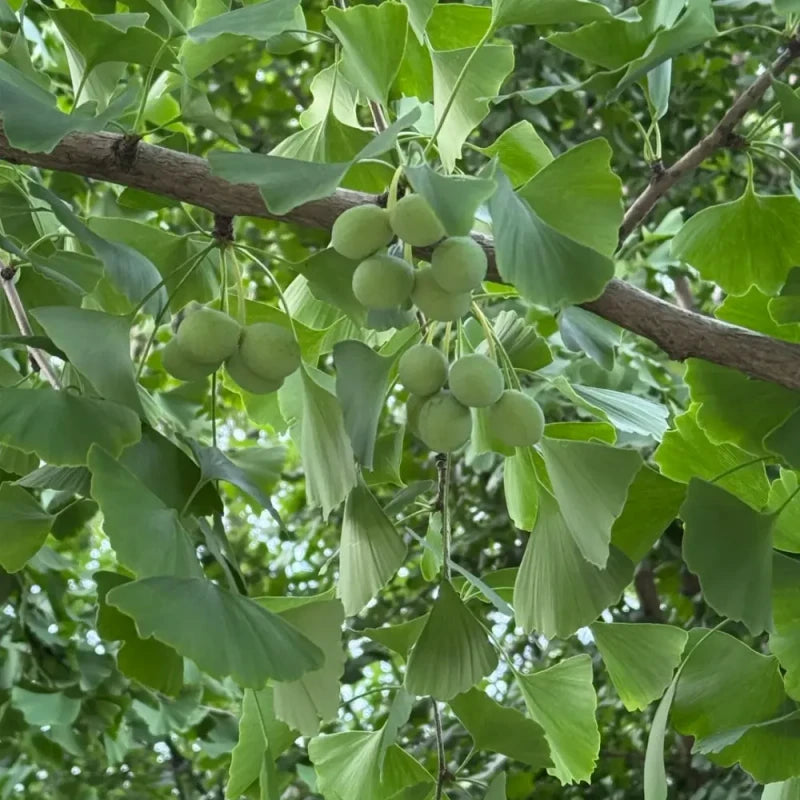 Ginkgo Seeds