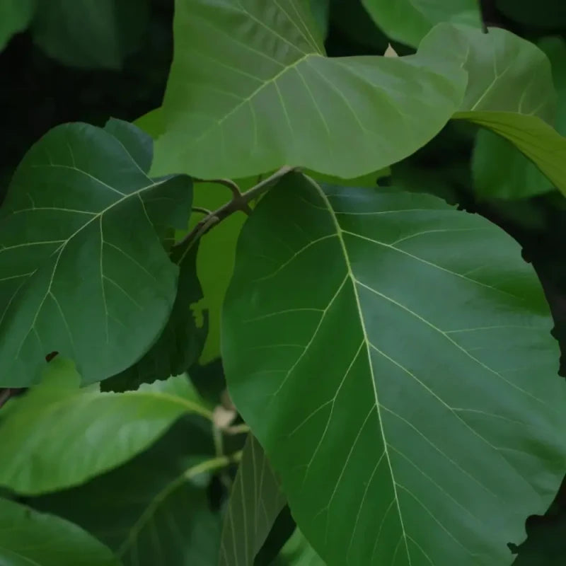 Teak Seeds