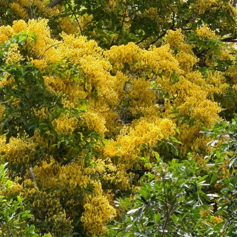 Indian Rosewood Seeds