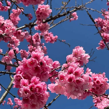 Yunnan Early Flowering Cherry Seeds - Verdseeds