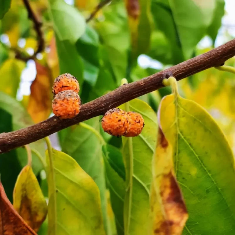 Che Fruit Seeds