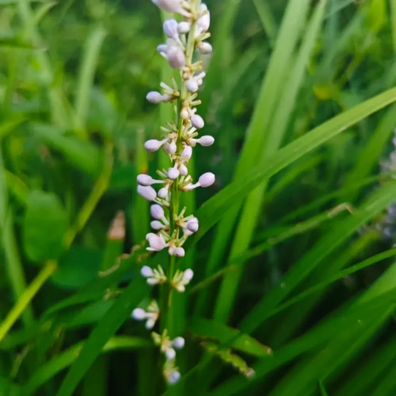 Anemarrhena Seeds